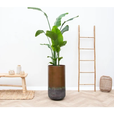 Afbeelding van Combi deal Strelitzia Nicolai inclusief vaas Elisa Mystic 190cm