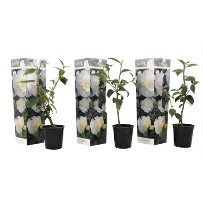 Afbeelding van Camellia Japonica Set van 3 Wit Japanse Rozen Pot 9cm Hoogte 25 40cm