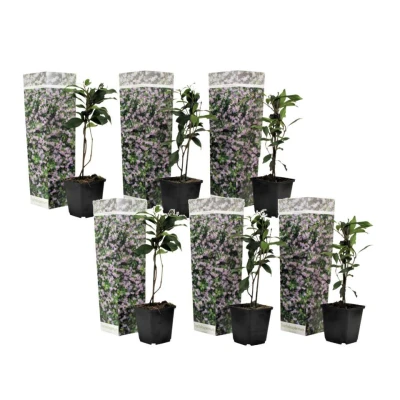 Afbeelding van Toscaanse Jasmijn Set van 6 Roze Tuinplanten Pot 9cm Hoogte 25 40cm