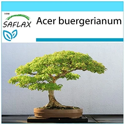 Afbeelding van SAFLAX Cadeauset Bonsai Drietandesdoorn 30 Zaden Met geschenkdoos, kaart, etiket en potgrond Acer buergerianum