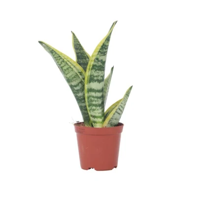 Afbeelding van Sansevieria Laurentii Vrouwentong Pot 12cm Hoogte 30 40cm