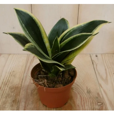 Afbeelding van Kamerplant Vrouwentong Sansevieria geelbont mini Warentuin Natuurlijk