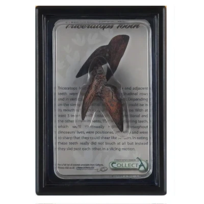 Afbeelding van Collecta Prehistorie: Tand Van Triceratops 11,5 Cm Donkerbruin