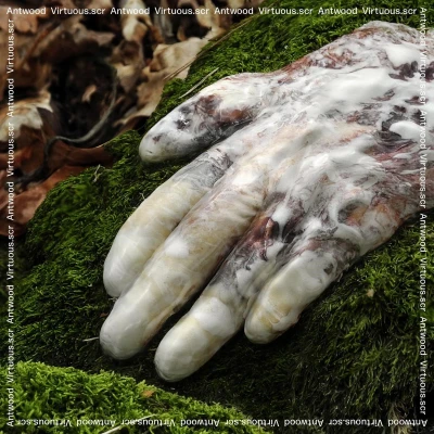 Afbeelding van Antwood Virtuous Scr (2 LP)