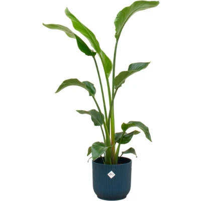 Afbeelding van Plantenboetiek.nl Strelitzia Nicolai inclusief elho Vibes Fold Round blauw Ø22cm 100cm hoog Kamerplant Arrangement Plant met pot