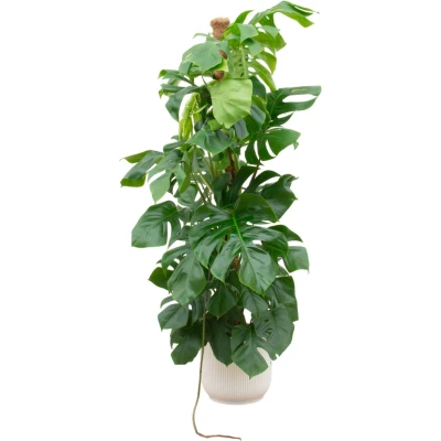 Afbeelding van Monstera Pertusum XL + elho Vibes Fold Round wit Ø30 150cm