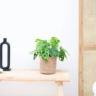 Afbeelding van Monstera Monkey Leaf 25cm