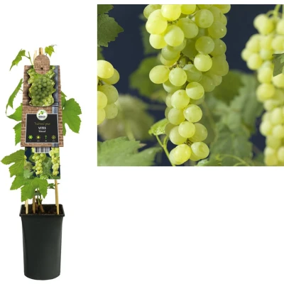 Afbeelding van Klimplant Vitis Himrod (pitloze druif)