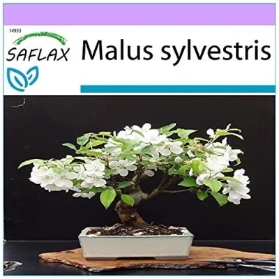 Afbeelding van SAFLAX Bonsai Europese Wilde Appel 30 Zaden Malus sylvestris