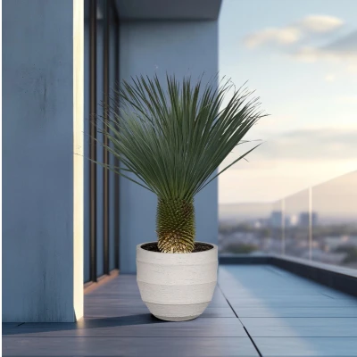 Afbeelding van Yucca Rostrata 170cm