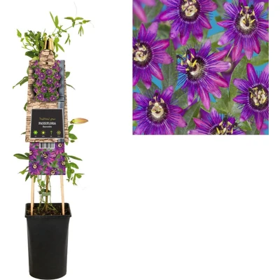Afbeelding van Klimplant Passiflora Beervelde (passiebloem)
