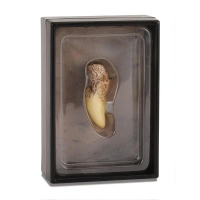 Afbeelding van Collecta Prehistorie: Tand Van T rex 11,5 Cm Lichtbruin