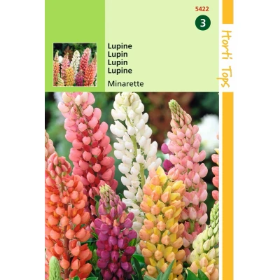 Afbeelding van 2 stuks Hortitops Lupinus Polyph. Russell S Minarette Gem.