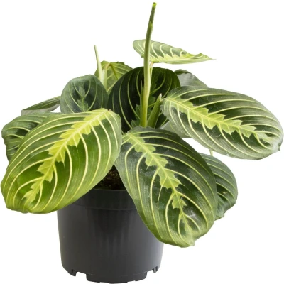 Afbeelding van Plantenboetiek.nl Maranta Lemon Lime Ø12cm 30cm hoog Kamerplant Groenblijvend