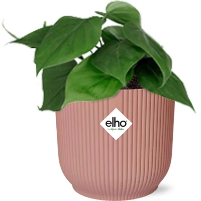 Afbeelding van Plantenboetiek.nl Philodendron Scandens in ELHO Vibes Fold roze Kamerplant Hoogte 25cm Potmaat 14cm