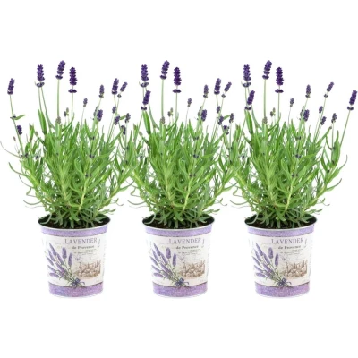 Afbeelding van Plants by Frank Set van 3 echte lavendelplanten in sierpot &#039;Deluxe&#039; x Ø12 cm ↕25