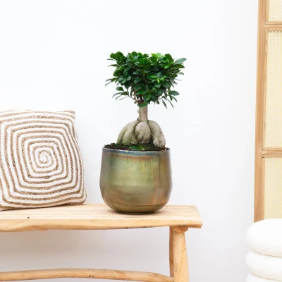 Afbeelding van Ficus Microcarpa Ginseng 50cm