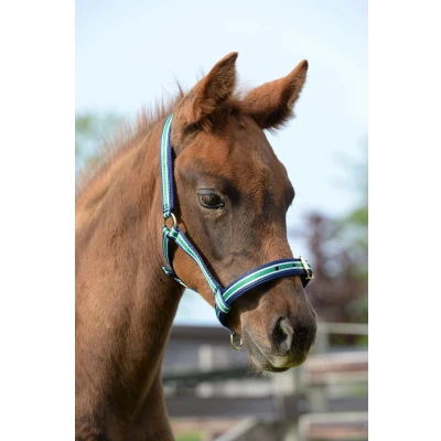 Afbeelding van Bucas Dublin Halster Zwart / Zilver