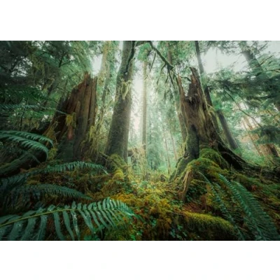 Afbeelding van Ravensburger Puzzle 2D 1000 elementów: Lasy, Nowy design