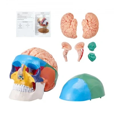 Afbeelding van VEVOR menselijk schedelmodel, 8 stuks hersenen en 3 schedel, levensgroot geschilderd anatomisch anatomische PVC verwijderbaar leerschedelmodel voor professioneel onderwijs