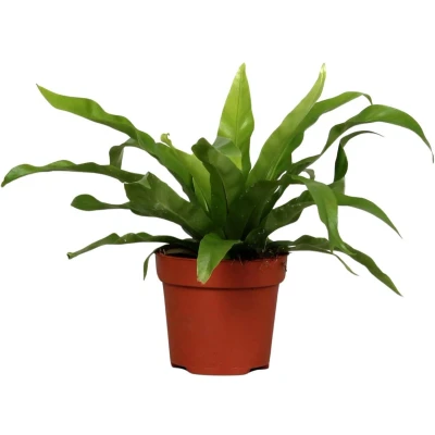 Afbeelding van Plantenboetiek.nl Asplenium Antiquum Kamerplant Hoogte 25cm Potmaat 12cm