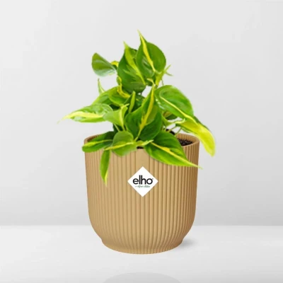 Afbeelding van Plantenboetiek.nl Philodendron Scandens ‘Brasil’ in ELHO Vibes Fold geel Ø14cm 20cm hoog Kamerplant Groenblijvend