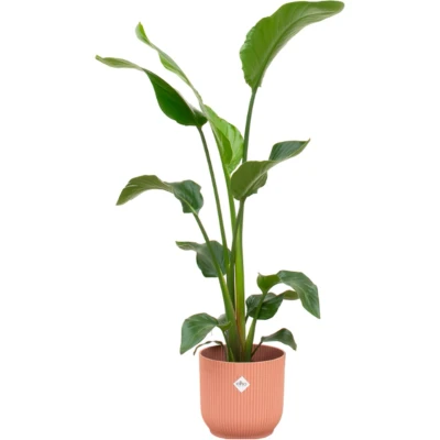 Afbeelding van Plantenboetiek.nl Strelitzia Nicolai inclusief elho Vibes Fold Round roze Ø22cm 100cm hoog Kamerplant Arrangement Plant met pot