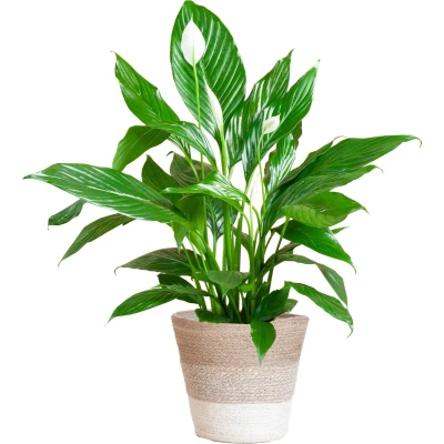 Afbeelding van Cadeauplanten.nl Spathiphyllum met Mand Lissabon wit Ø21cm 80cm hoog Kamerplant Groenblijvend