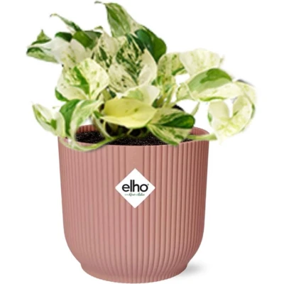 Afbeelding van Plantenboetiek.nl Epipremnum Pinnatum Happy Leaf in ELHO Vibes Fold roze Kamerplant Hoogte 20cm Potmaat 14cm