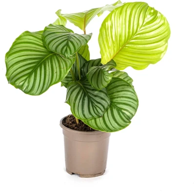 Afbeelding van Plantenboetiek.nl Calathea Orbifolia Ø17cm 45cm hoog Kamerplant Groenblijvend