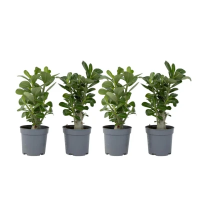 Afbeelding van Adenium Obesum Set van 4 Woestijnroos bloeiend Pot 10.5cm Hoogte 25 40cm