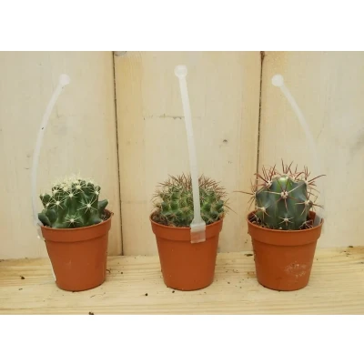 Afbeelding van 3 stuks! Kamerplant cactus mini laag Warentuin Natuurlijk