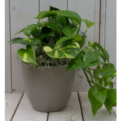 Afbeelding van Epipremnum geelgroen taupe pot 25 cm Warentuin Natuurlijk