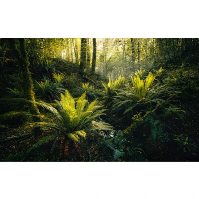 Afbeelding van Komar Vliesbehang Fjordland Woods (9 stuks)