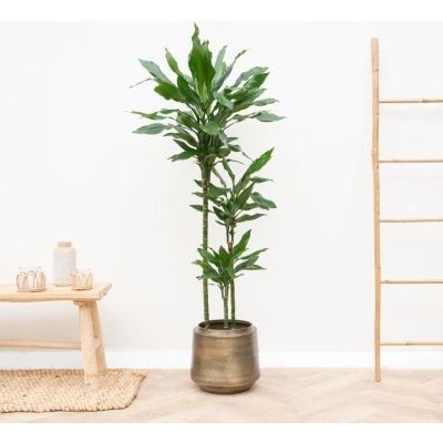 Afbeelding van Dracaena Janet Lind XL 160cm