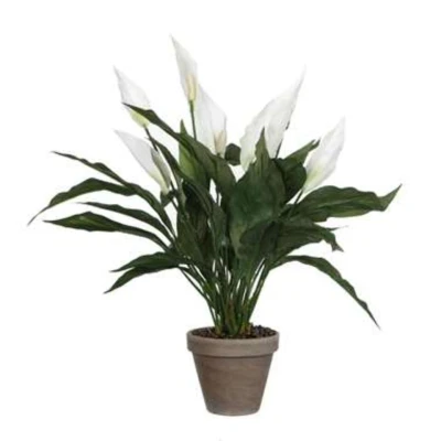 Afbeelding van Mica Decorations spathiphyllum maat in cm: 50 x 40 wit pot
