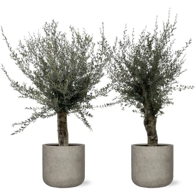 Afbeelding van Combi deal 2x Olijfboom Olea Europea Lorc vertakt inclusief Charlie Beige Washed 62x60 250cm