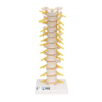Afbeelding van 3B Scientific Menselijke anatomie borstwervelkolom + gratis anatomiesoftware Smart Anatomy