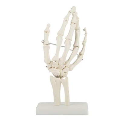 Afbeelding van DEWIN Hand Skelet Model, Anatomisch Model Levensgroot Menselijk Gezamenlijke Studie
