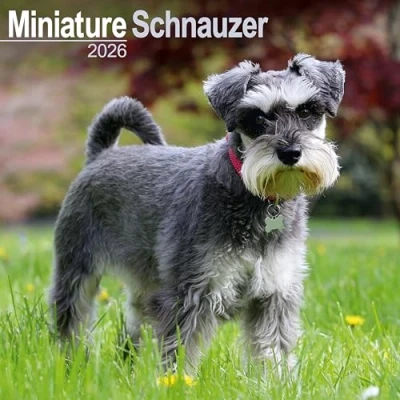 Afbeelding van Miniatuur Schnauzer Kalender 2026