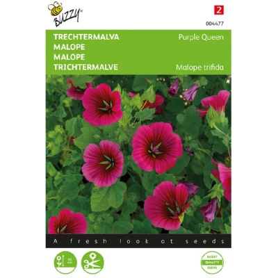 Afbeelding van Malope, Trechtermalva Purple Queen