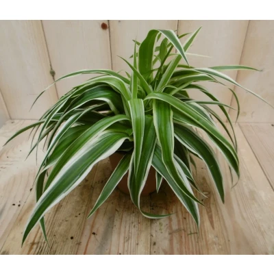 Afbeelding van 2 stuks! Chlorophytum ocean Warentuin Natuurlijk