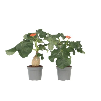 Afbeelding van Jatropha Podagrica Set van 2 Tropische plant Pot 13cm Hoogte 25 45cm