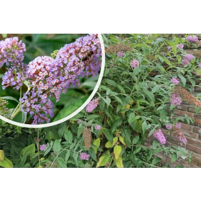 Afbeelding van Vlinderstruik Buddleja davidii &#039;Pink Delight&#039;