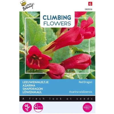 Afbeelding van Climbing Flowers Asarina, Leeuwenmuiltje Red Dragon