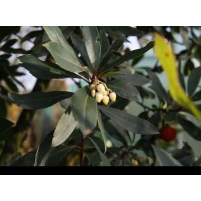 Afbeelding van 2 x Arbutus unedo Aardbeiboom 30 40 cm in pot