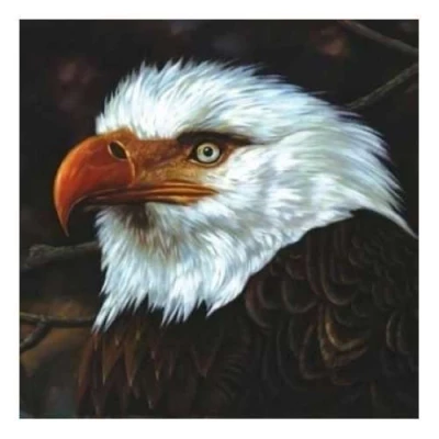 Afbeelding van Mogwai Hawk Is Howling