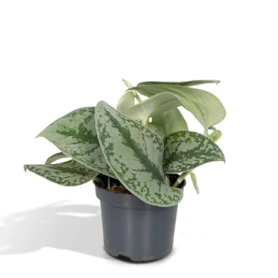 Afbeelding van Scindapsus Pictus Trebie Epipremnum 15cm Ø12