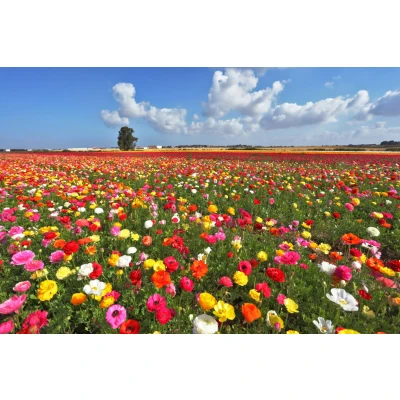 Afbeelding van Papermoon Fotobehang Garden Buttercups