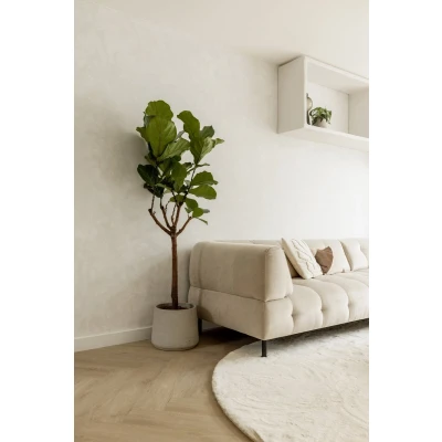 Afbeelding van Ficus Lyrata boom 150cm